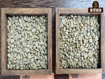PNG coffee｜파푸아뉴기니 커피는 왜 작은 블루마운틴이라는 이름을 얻었을까? 시그리 에스테이트 버드오브파라다이스 워시드 티피카의 풍미 특징은 무엇인가?