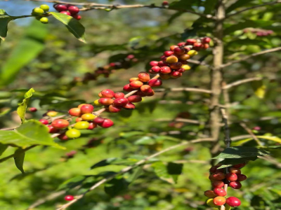 디카페인 커피의 장단점｜디카페인 커피(decaffeinated coffee)란 무엇인가? 카페인은 어떻게 제거하는가? 디카페인 커피는 스페셜티 커피인가?