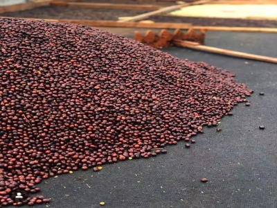 카투라 Caturra와 카투아이 Catuai 커피콩은 모두 아라비카 종인가요? 두 가지의 풍미 특징 차이는 각각 무엇인가요?