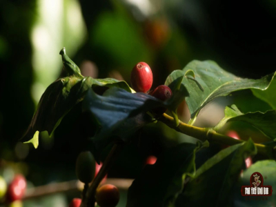 Arabica Coffee｜아라비카 커피 원두 종류에는 어떤 것들이 있을까? 맛있고 비싸지 않은 스페셜티 아라비카 핸드드립 커피 원두 추천