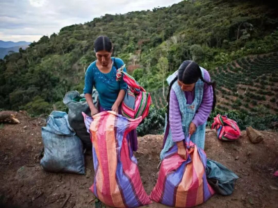 볼리비아 커피콩｜왜 한국에서는 볼리비아 커피를 보기 힘들까? 볼리비아 커피는 어떤 독특함을 가지고 있을까? w